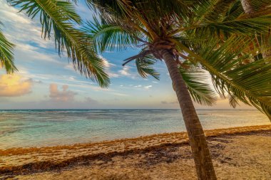 Gün batımında tropik bir sahilde palmiye ağaçları. Guadeloupe, Karayip Denizi