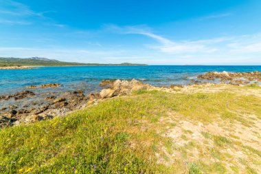 Rena Bianca sahilinde yeşil çayır ve mavi deniz. Sardunya, İtalya