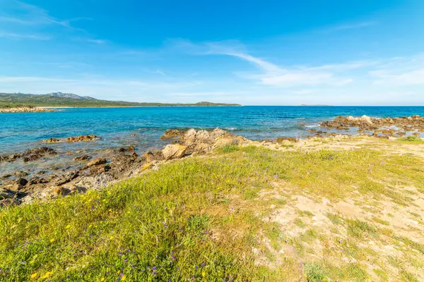 Rena Bianca sahilinde yeşil çayır ve mavi deniz. Sardunya, İtalya