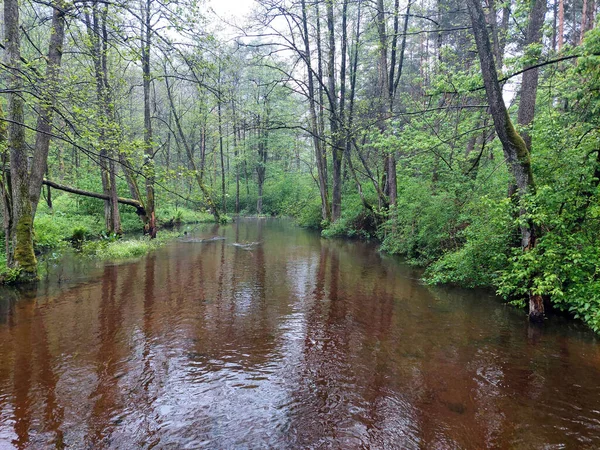 Forest river creek. Stream in the woods. East Europe