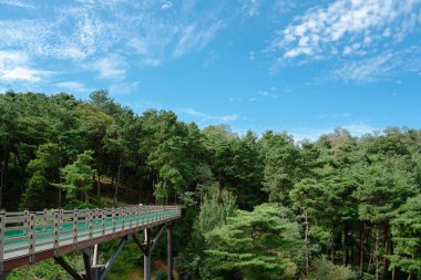 Yesan, Kore - 10 Eylül 2022: Bongsusan botanik bahçesi yeşil orman ve köprü