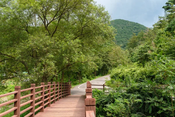 Bosque Verde Montaña Yesan Corea — Foto de Stock