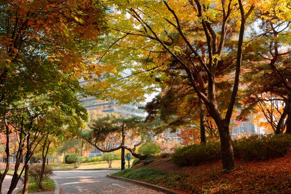 Autumn Yeouido Park Seoul Korea — Stock Photo, Image
