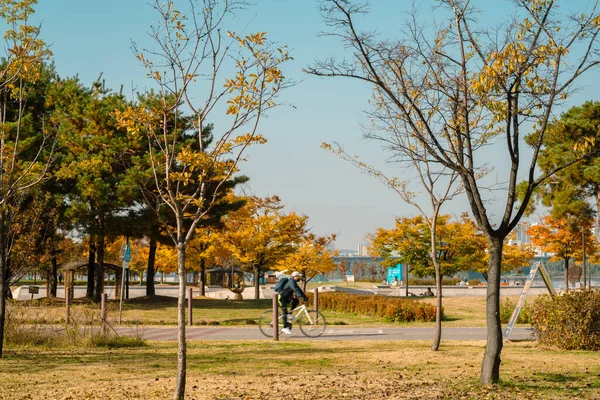 Podzim Parku Yeouido Hangang Soulu Korea — Stock fotografie