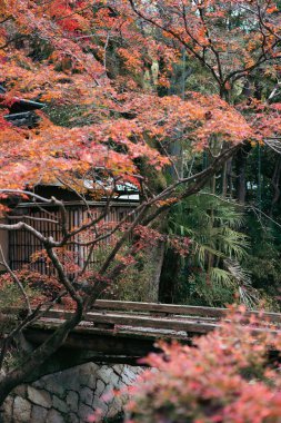 Sonbahar akçaağaç yolu, Japonya Kyoto 'da Filozof Yürüyüşü