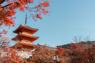Kyoto, Japonya 'da Kiyomizu-dera Tapınağı ve sonbahar akçaağacı