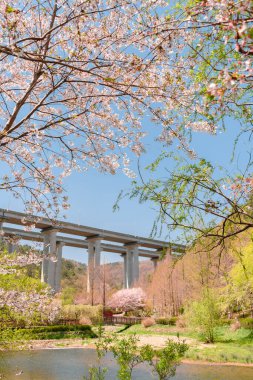 Spring cherry blossoms garden. Gijang Yongso Well-Being Park in Busan, Korea