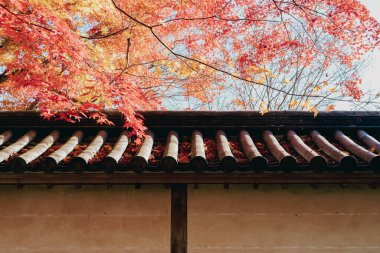 Traditional wall and autumn maple in Kyoto, Japan