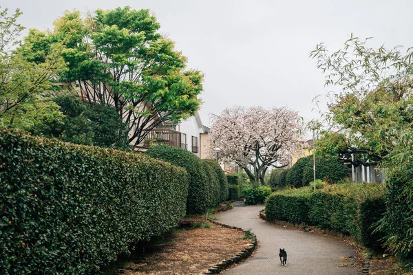 Numazu Vesnická Ulička Třešňovým Kvítkem Shizuoka Japonsko — Stock fotografie