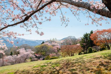 Otaru Temiya Park İlkbaharın kiraz çiçekleri Japonya Hokkaido 'da