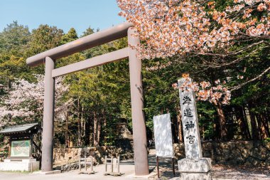 Sapporo, Hokkaido, Japonya - 25 Nisan 2023: Hokkaido Shrine Torii kapısı Maruyama parkında kiraz çiçekli