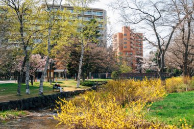 Japonya, Hokkaido, Sapporo 'daki Nakajima Parkı' nın Baharı