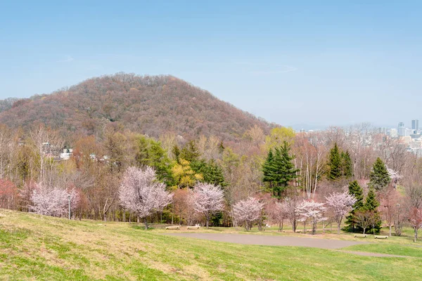 Asahiyama Memorial Park Con Flor Cerezo Primavera Sapporo Hokkaido Japón — Foto de Stock