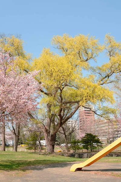 Nakajima park children playground slide with cherry blossom at spring in Sapporo, Hokkaido, Japan
