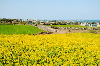 Kore Jeju adasındaki Udo Adası sahil köyü bahar tecavüz çiçeği tarlası