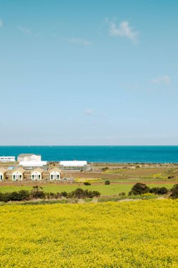 Kore Jeju adasındaki Udo Adası sahil köyü bahar tecavüz çiçeği tarlası