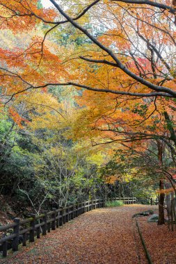 Osaka, Japonya 'da Minoh Park sonbahar renkli orman dağ yolu