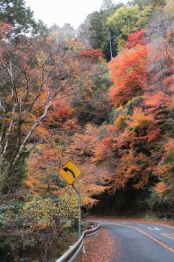 Osaka, Japonya 'daki Minoh Park sonbahar renkli orman dağ yolu