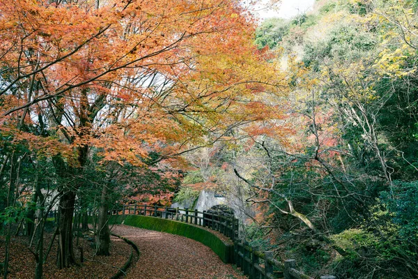 Minoh Park Jesienią Kolorowy Leśny Szlak Górski Osace Japonia — Zdjęcie stockowe