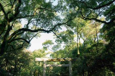 Japonya, Nagoya 'da yeşil ormanlı Atsuta Tapınağı Torii kapısı