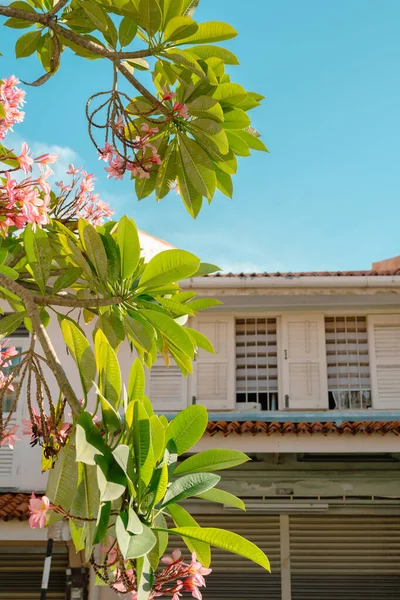 Penang, Malezya 'da çiçekli Georgetown eski evi