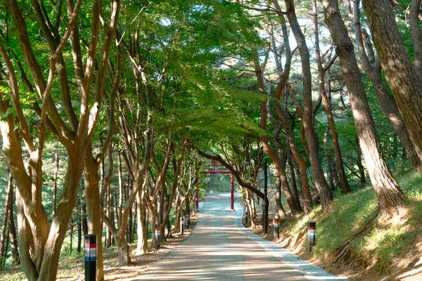 Haengjusanseong Promenade Dans Forêt Montagne Forteresse Goyang Corée — Photo
