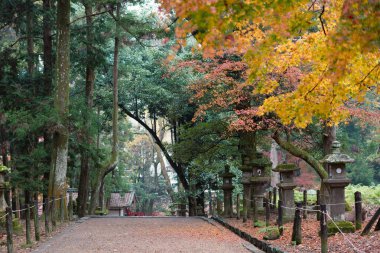 Japonya 'daki Nara Deer Park Sonbahar Ormanı Yolu