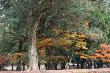 Japonya 'da Nara Deer Park Sonbahar Renkli Ormanı