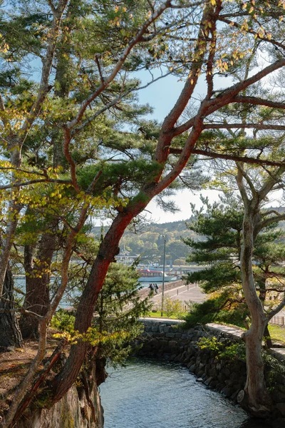 Vista Para Porto Matsushima Com Pinheiros Verdes Miyagi Japão — Fotografia de Stock