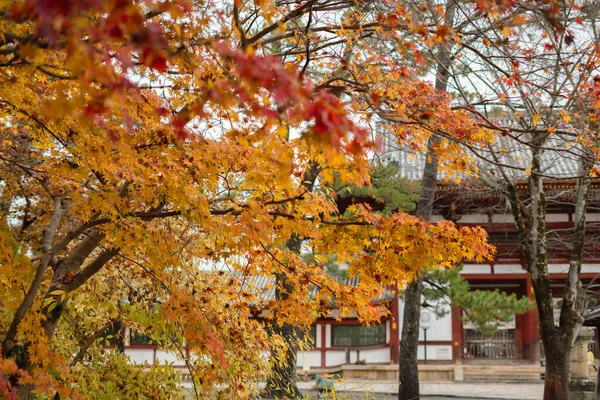 Nara Park Todai Rozciągacz Jesiennymi Liśćmi Nara Japonia — Zdjęcie stockowe