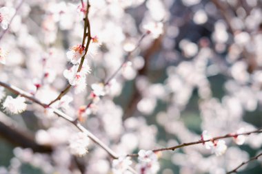 Jeju Adası, Kore 'de Geolmae Eco Park Erik çiçeği