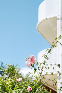 Lamma Adası beyaz binası ve Hong Kong 'da çiçek.