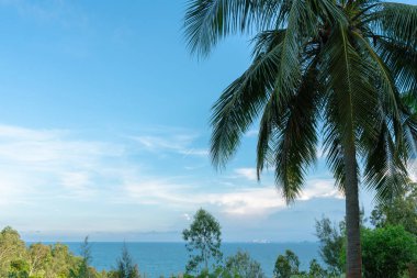 Da Nang, Vietnam 'da palmiye ağacı ve plaj.