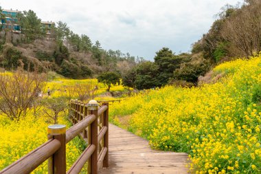 Kore Jeju Adası 'ndaki Eongdeongmul Vadisi kanola çiçek tarlası.