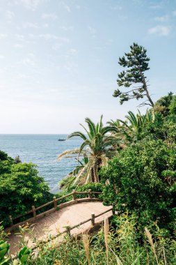 Jeju Adası, Kore 'de tropikal palmiye ağacı olan deniz kenarında yürüyüş yolu.