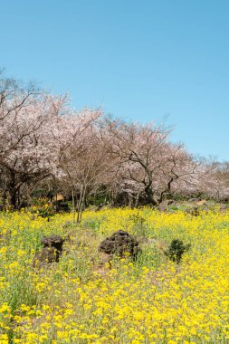 Sinsan Park bahar manzarası. Kore Jeju Adası 'nda sarı tecavüz çiçeği ve kiraz çiçekleri.