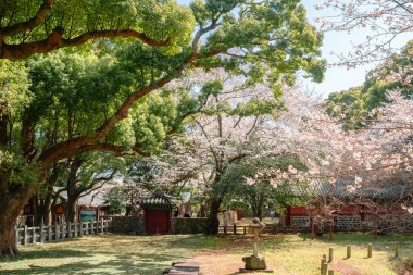 Jeju Adası, Kore - 29 Mart 2022: Bahar kiraz çiçekleriyle geleneksel Samseonghyeol mimarisi