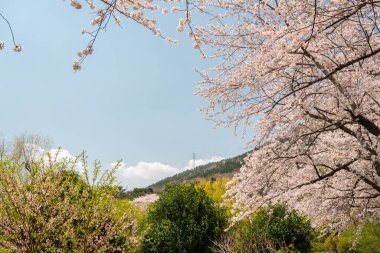 Jinhae NFRDI Çevre Parkı İlkbahar kiraz çiçekleri Kore 'nin Changwon kentinde Jinhae Gunhangje Festivali' nde doğa manzarası