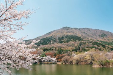 Jinhae NFRDI Çevre Parkı İlkbahar kiraz çiçekleri Kore 'nin Changwon kentinde Jinhae Gunhangje Festivali' nde doğa manzarası