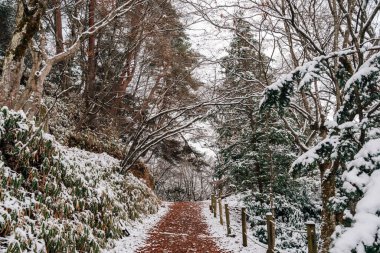 Takayama, Gifu, Japonya 'da kış karlı Shiroyama Park orman yolu