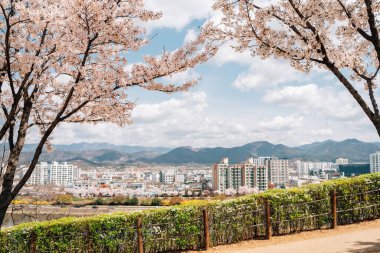 Dongchon nehir kenarı parkının panoramik manzarası ve Daegu, Kore 'de kiraz çiçekleri var.