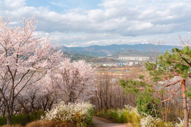 Kore, Daegu 'da kiraz çiçekleriyle Chimsan Park manzarası