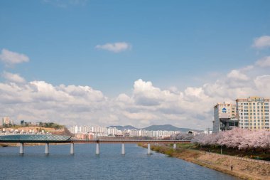 Daegu, Kore - 1 Nisan 2022 Ayang Köprüsü ve kiraz çiçekli nehir kenarı parkı