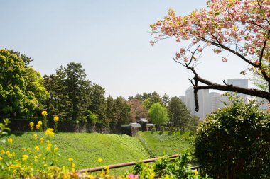 Chidoriga-fuchi Park İmparatorluk Sarayı İlkbaharda Tokyo, Japonya