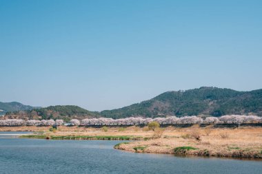 Miryang Nehri parkı. Kore Miryang 'da kiraz çiçekleri var.