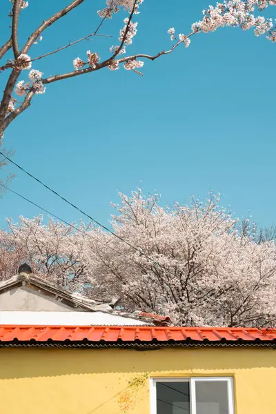 Cherry blossoms house in Miryang, Korea