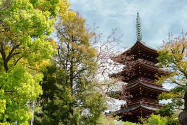 Ueno Park 5, Tokyo, Japonya 'daki Kanei-ji Tapınağı' nın bir mabedi.