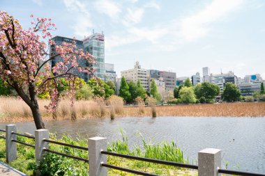 Tokyo, Japonya - 12 Nisan 2023: Ueno Park Shinobazu Gölü Baharı