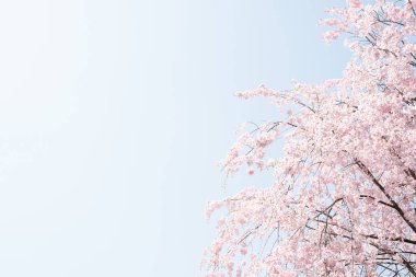 Japonya, Akita 'daki Kakunodate' de kiraz çiçekleri