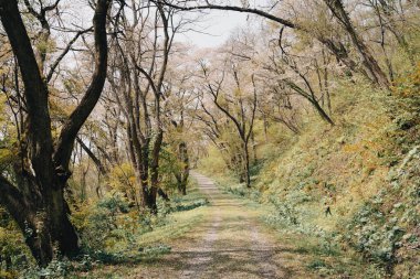 Japonya, Akita 'daki Kakunodate Kalesi orman yolu.